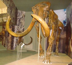 Азовский историко-археологический и палеонтологический музей-заповедник